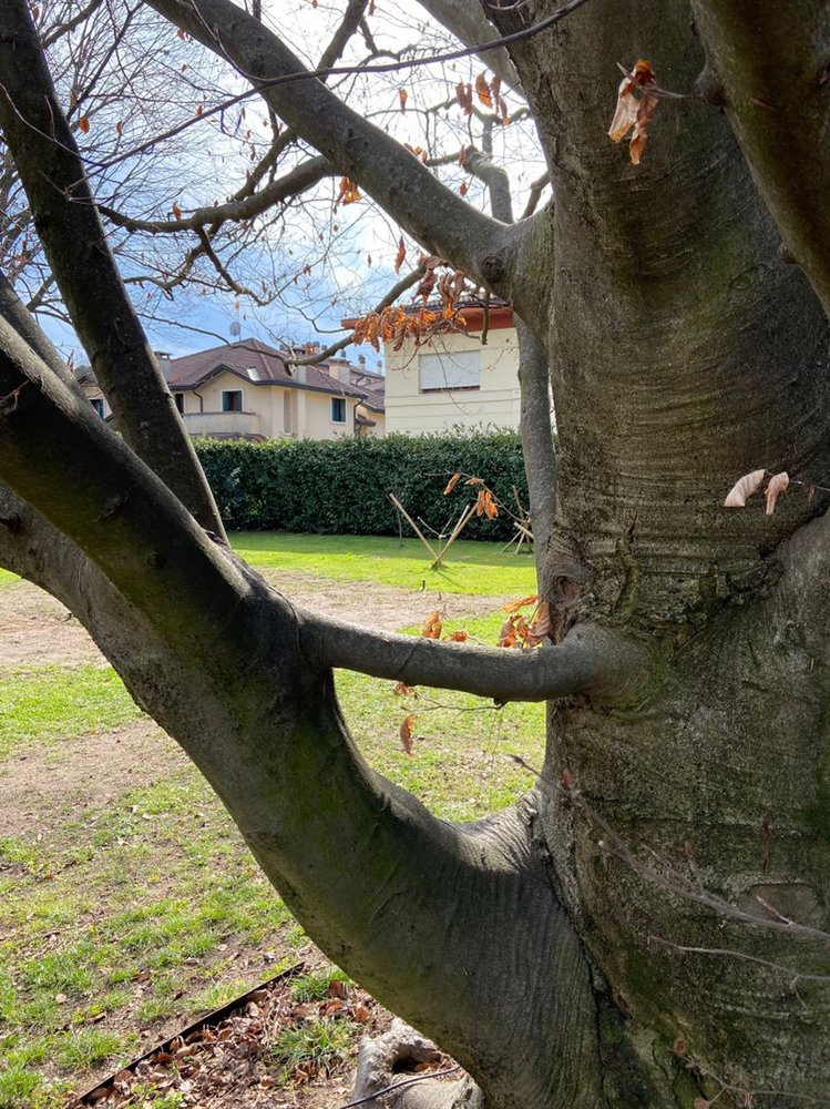 Questo faggio mostra come un ramo più piccolo e uno più spesso, dopo un costante attaccamento, si siano compenetrati vicendevolmente per, probabilmente, sopperire ad un dispendio energetico. Foto dell’autore.